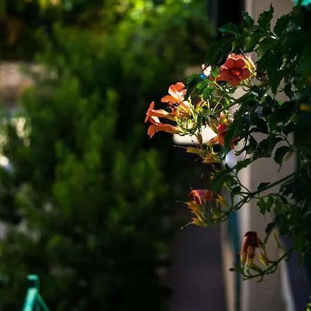 By The Sea Grebastica, - 23940 *